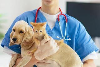 Darmowa sterylizacja i czipowanie zwierząt w Radzyniu