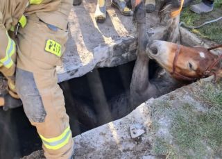 Dramatyczna walka o życie zwierzęcia. Strażacy wyciągnęli konia z pułapki