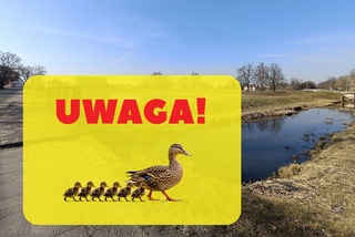 Uwaga kierowcy! Kaczki wychodzą na ulice Radzynia